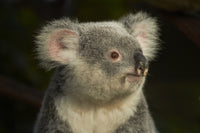Koala Fine Art Poster Print by David Wall showcasing the iconic Australian animal.