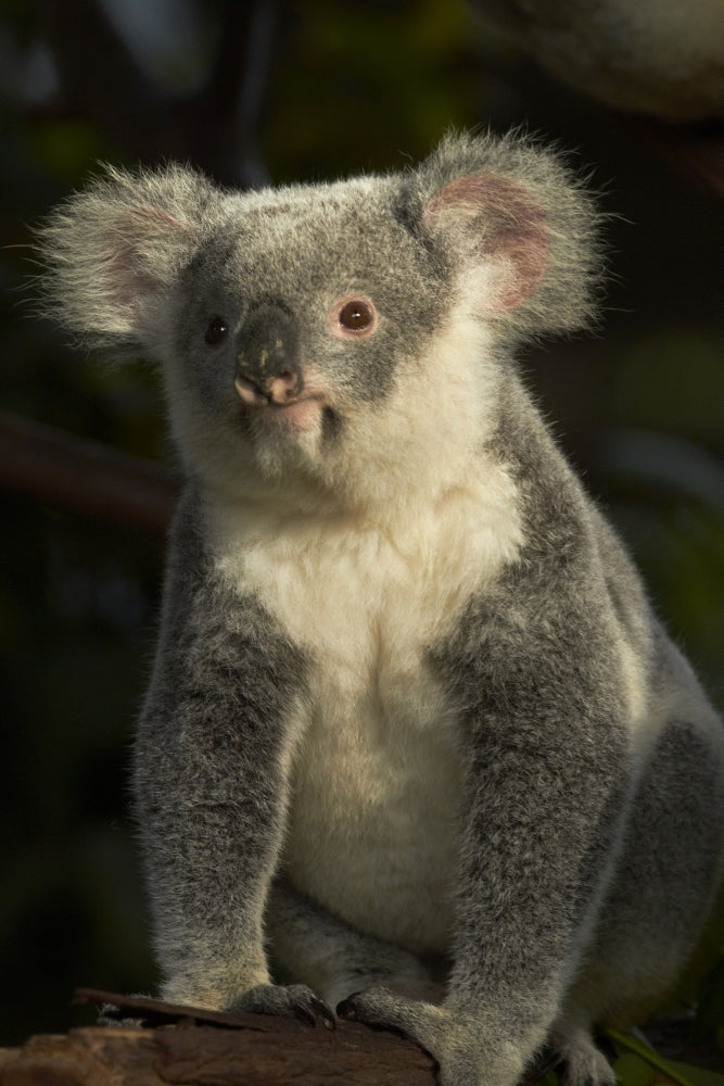 Koala Poster Print showcasing the adorable Phascolarctos cinereus by David Wall.