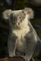 Koala Poster Print showcasing the adorable Phascolarctos cinereus by David Wall.