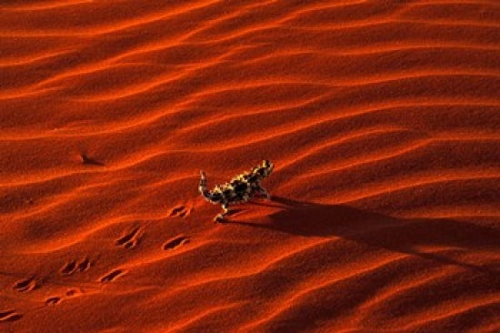 Thorny Devil Poster Print from Central Australia by Gavriel Jecan