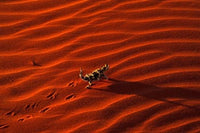 Thorny Devil Poster Print from Central Australia by Gavriel Jecan