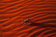 Thorny Devil Poster Print from Central Australia by Gavriel Jecan