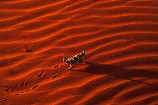 Thorny Devil Poster Print depicting the unique lizard in Central Desert, Australia.