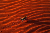 Thorny Devil Poster Print depicting the unique lizard in Central Desert, Australia.