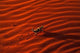 Thorny Devil Poster Print depicting the unique lizard in Central Desert, Australia.