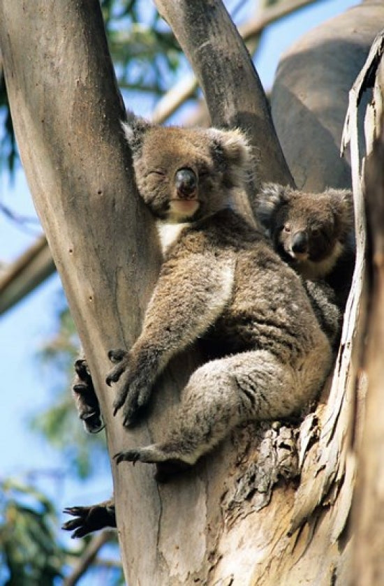 Mother and Baby Koala on Blue Gum Poster Print by Howie Garber