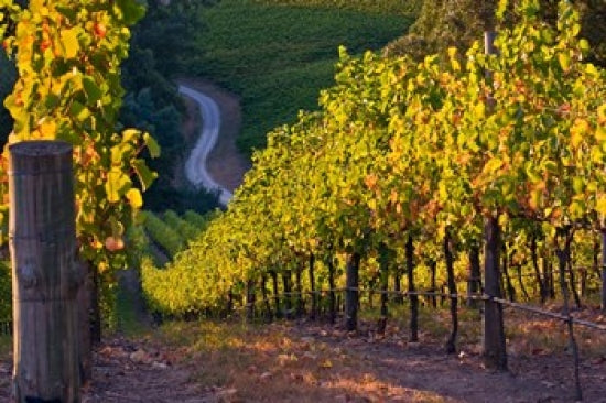 Australia Summertown Vineyard Poster Print by Janis Miglavs showcasing lush vineyards and hills.