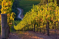 Australia Summertown Vineyard Poster Print by Janis Miglavs showcasing lush vineyards and hills.