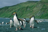 Royal Penguin Poster Print by Kevin Schafer showcasing wildlife art.