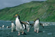 Royal Penguin Poster Print by Kevin Schafer showcasing wildlife art.