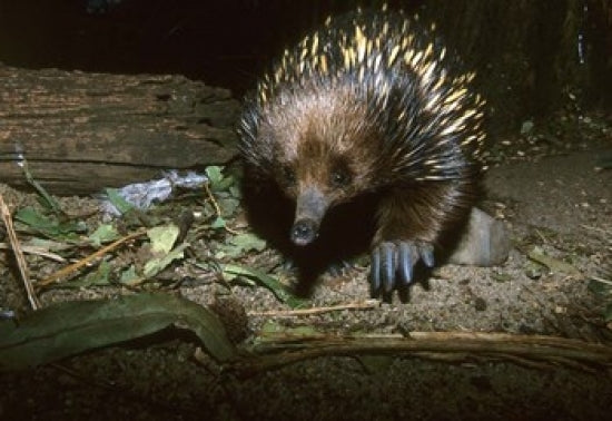 Short Beaked Echidna Poster Print featuring unique Australian wildlife