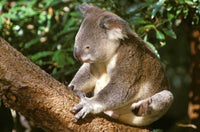 Koala Poster Print by Michele Westmorland showcasing an adorable koala in its natural habitat.