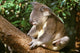 Koala poster print by Michele Westmorland showcasing Australian wildlife.