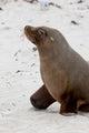 Australian Sea Lion poster print by Martin Zwick showcasing a marine mammal on Kangaroo Island.