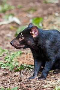 Tasmanian Devil wildlife poster print by Martin Zwick, showcasing the unique charm of Tasmania's native animal.