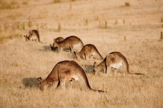 Eastern Grey Kangaroo Group Grazing Poster Print by Martin Zwick