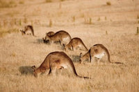 Eastern Grey Kangaroo Group Grazing Poster Print by Martin Zwick