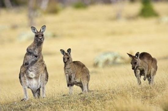 Eastern Grey Kangaroo Group Upright Poster Print by Martin Zwick