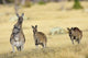 Eastern Grey Kangaroo Group Upright Poster Print by Martin Zwick