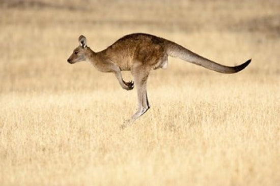 Eastern Grey Kangaroo poster print by Martin Zwick showcasing wildlife in Tasmania, Australia.