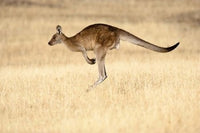 Eastern Grey Kangaroo poster print by Martin Zwick showcasing wildlife in Tasmania, Australia.