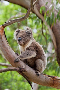Koala wildlife poster print featuring a koala in a tree by Martin Zwick