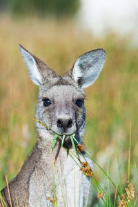 Eastern Grey Kangaroo Eating in Australia Poster Print