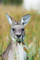 Eastern Grey Kangaroo Eating in Australia Poster Print