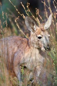 Red Kangaroo Fine Art Print by Martin Zwick showcasing the majestic animal in Australia.