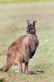 Western Grey Kangaroo Poster Print by Martin Zwick showcasing Australian wildlife.