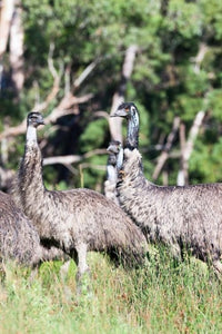 Emu Wildlife Poster Print by Martin Zwick showcasing the beauty of Australian nature.