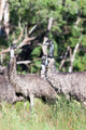 Emu Wildlife Poster Print by Martin Zwick showcasing the beauty of Australian nature.