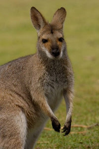 Pretty-Faced Wallaby wildlife poster print by Pete Oxford, showcasing the unique marsupial in its natural habitat.