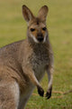 Pretty-Faced Wallaby wildlife poster print by Pete Oxford, showcasing the unique marsupial in its natural habitat.