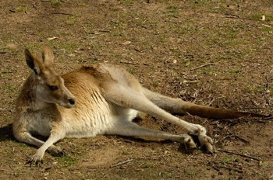Eastern Grey Kangaroo poster print by Pete Oxford showcasing the beauty of Australian wildlife.
