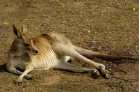 Eastern Grey Kangaroo poster print by Pete Oxford showcasing the beauty of Australian wildlife.