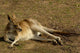 Eastern Grey Kangaroo poster print by Pete Oxford showcasing the beauty of Australian wildlife.