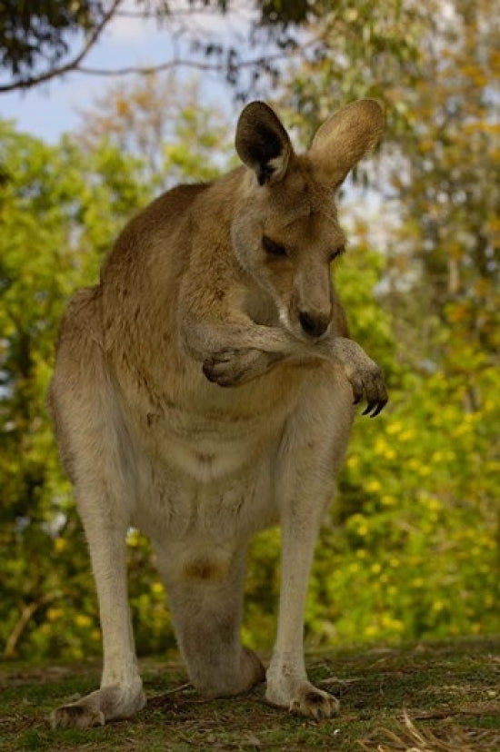 Preening Eastern Grey Kangaroo Poster Print by Pete Oxford
