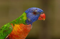 Rainbow Lorikeet bird poster print by Pete Oxford from Queensland, Australia.