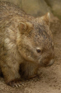 Common Wombat Poster Print by Pete Oxford featuring Australian wildlife.