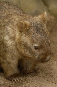 Common Wombat Poster Print by Pete Oxford featuring Australian wildlife.