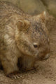 Common Wombat Poster Print by Pete Oxford featuring Australian wildlife.