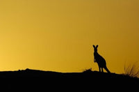 Silhouette of Kangaroo Art Print by Pete Oxford showcasing Australian wildlife.