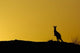 Silhouette of Kangaroo Art Print by Pete Oxford showcasing Australian wildlife.