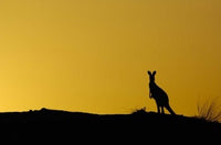Silhouette of Kangaroo Art Poster Print by Pete Oxford