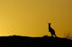 Silhouette of Kangaroo Art Poster Print by Pete Oxford