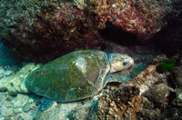 Loggerhead Turtle Poster Print from Stradbroke, Queensland, Australia by Pete Oxford