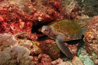 Green Turtle swimming at Stradbroke Island, Queensland, Australia - Poster Print