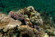 Marine Life Octopus Coral Reef Poster Print by Pete Oxford