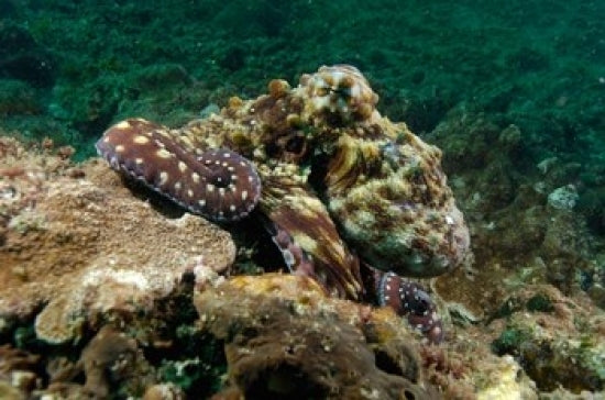 Marine Life Octopus Coral Reef Poster Print by Pete Oxford